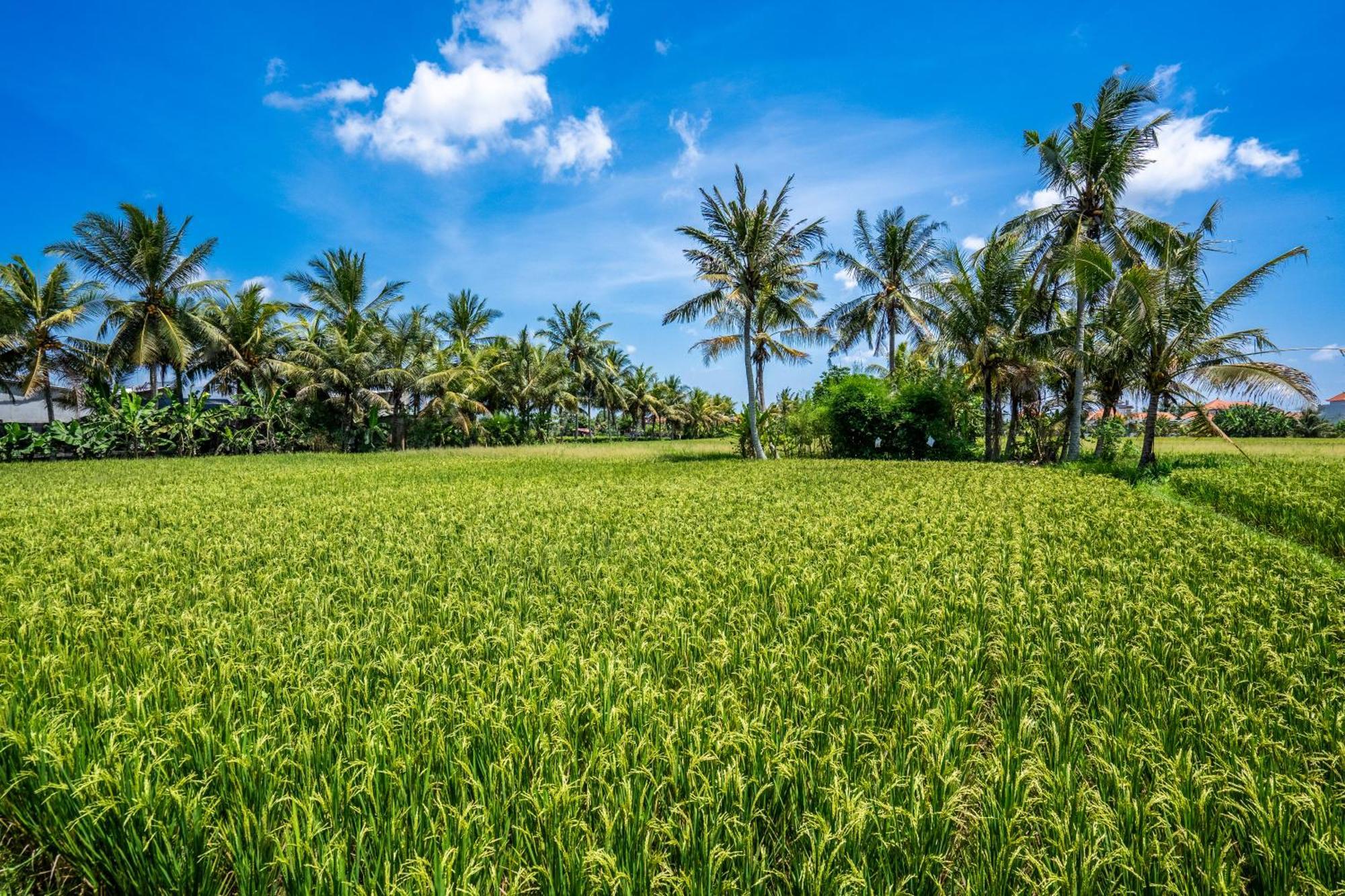Green Flow Ubud Villas III Luaran gambar